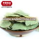 High Quality Natural Spices Bay Leaf Myrcia